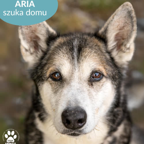 Psy ze schroniska do adopcji Aria