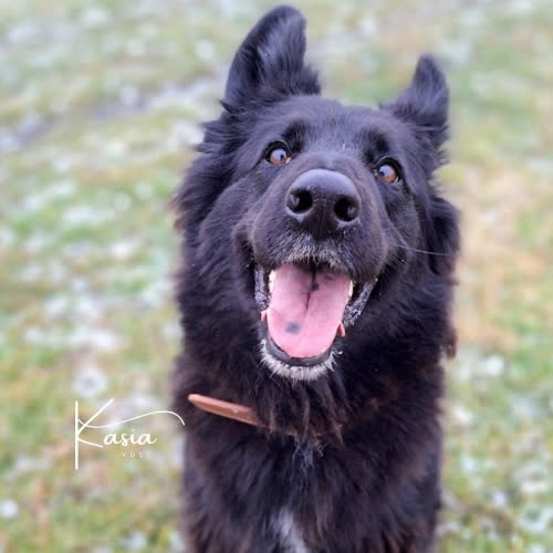 Psy ze schroniska do adopcji Tina i Era