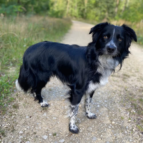 Psy ze schroniska do adopcji Rufus 