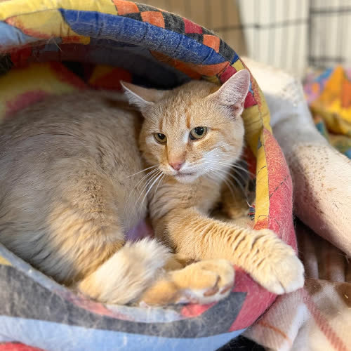 Koty ze schroniska do adopcji Makówka