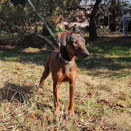 Wianek posokowiec Bawarski  mix 