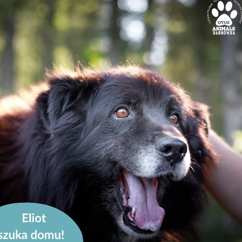 Psy ze schroniska do adopcji Eliot