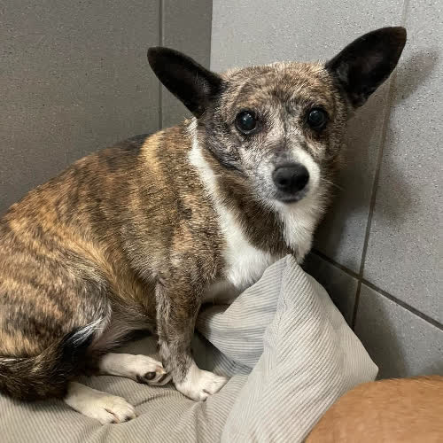 Psy ze schroniska do adopcji Orina