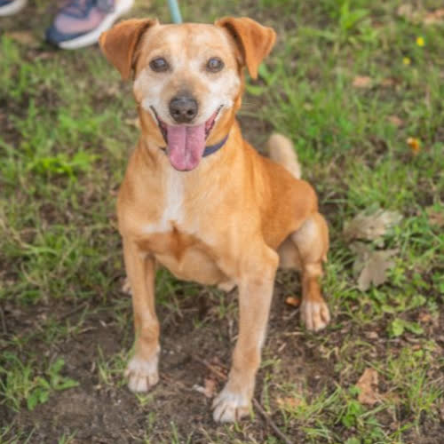 Psy ze schroniska do adopcji Hubert