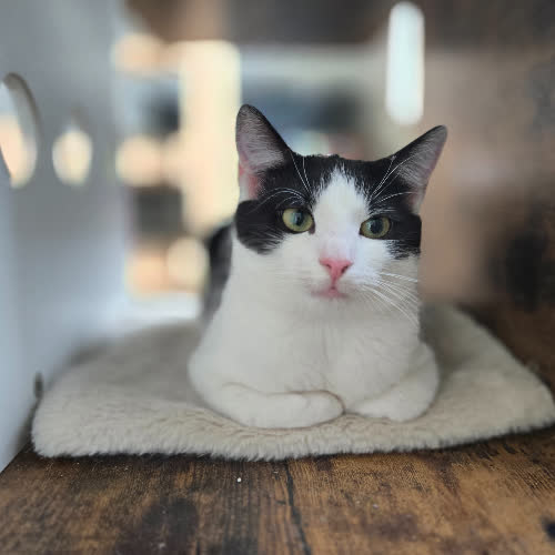 Koty ze schroniska do adopcji Mietek