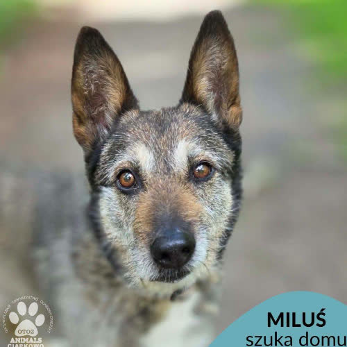 Miluś