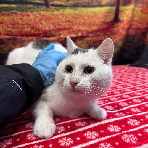 Koty ze schroniska do adopcji A131