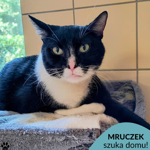 Koty ze schroniska do adopcji Mruczek