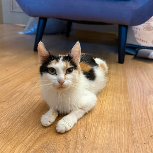 Koty ze schroniska do adopcji Wendy