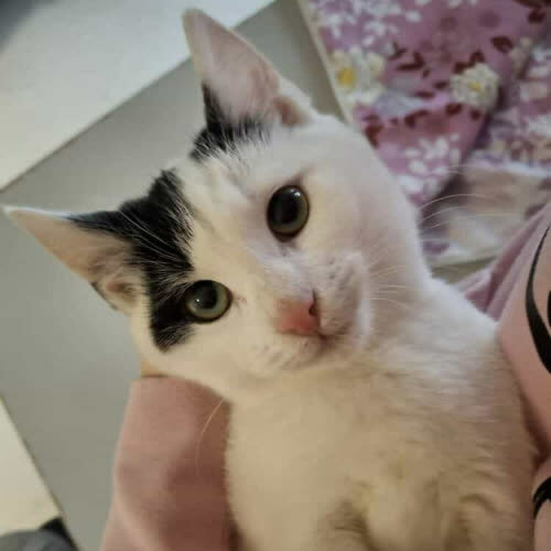 Koty ze schroniska do adopcji Olafek