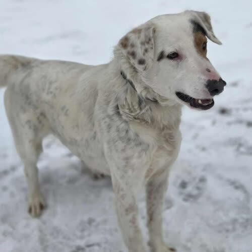 Psy ze schroniska do adopcji Sanyo