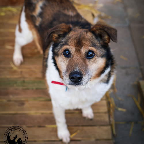 Psy ze schroniska do adopcji Dyzio