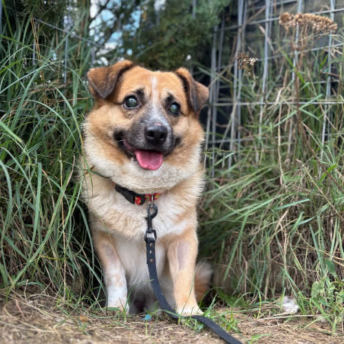 Psy ze schroniska do adopcji Azorek