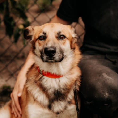 Psy ze schroniska do adopcji Rocket