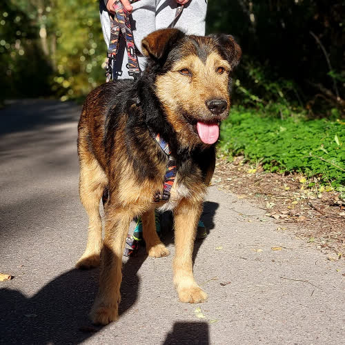 Psy ze schroniska do adopcji Pluto