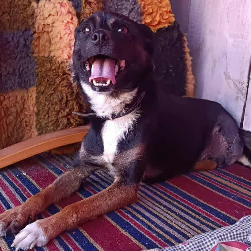 Psy ze schroniska do adopcji Maksio