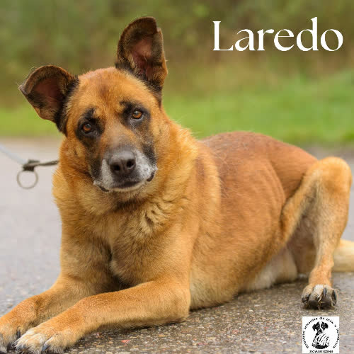 Psy ze schroniska do adopcji Laredo