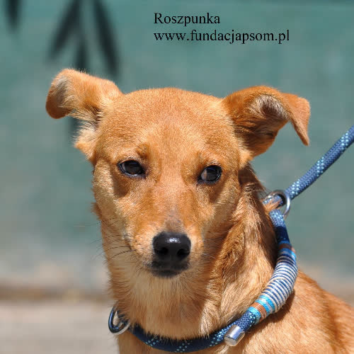 Psy ze schroniska do adopcji Roszpunka