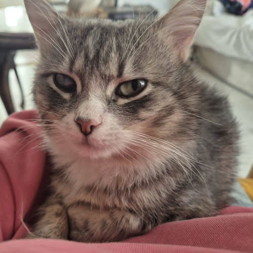 Koty ze schroniska do adopcji Carlo
