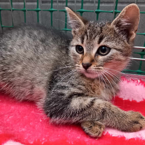 Zimon (adoptowany) Anabela i Lula