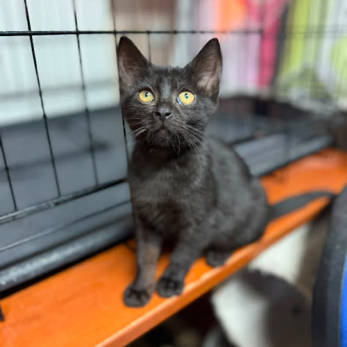 Koty ze schroniska do adopcji Viva