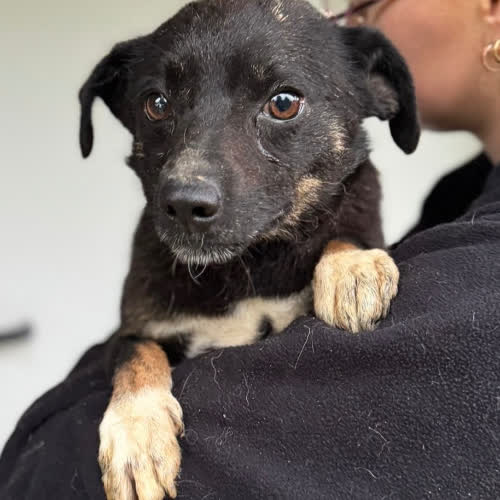 Psy ze schroniska do adopcji Gucio