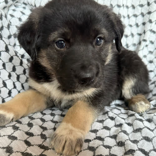 Psy ze schroniska do adopcji Zora