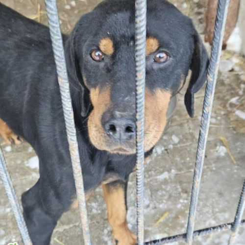 Psy ze schroniska do adopcji Pluto