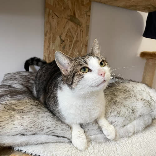 Koty ze schroniska do adopcji Burasia