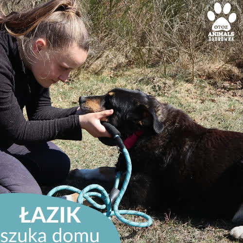 Łazik