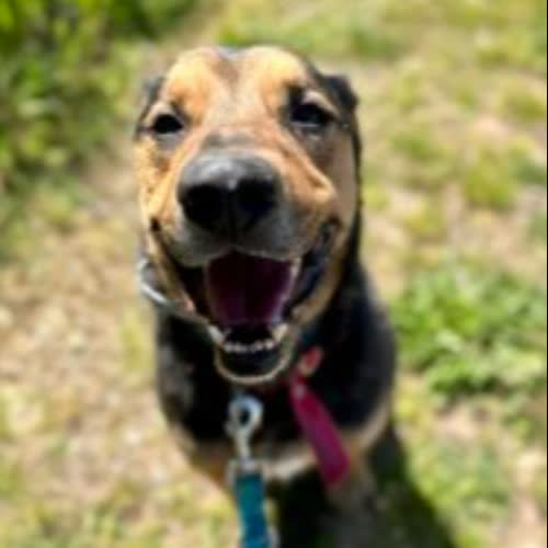 Psy ze schroniska do adopcji Bero