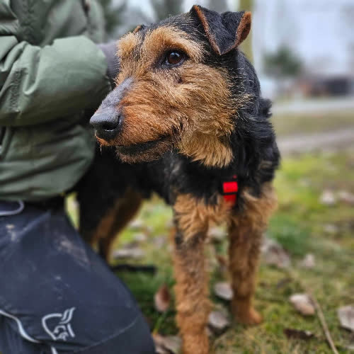 Psy ze schroniska do adopcji Miodek