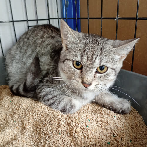 Koty ze schroniska do adopcji Zoltan