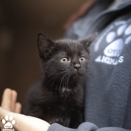 Koty ze schroniska do adopcji Zoza