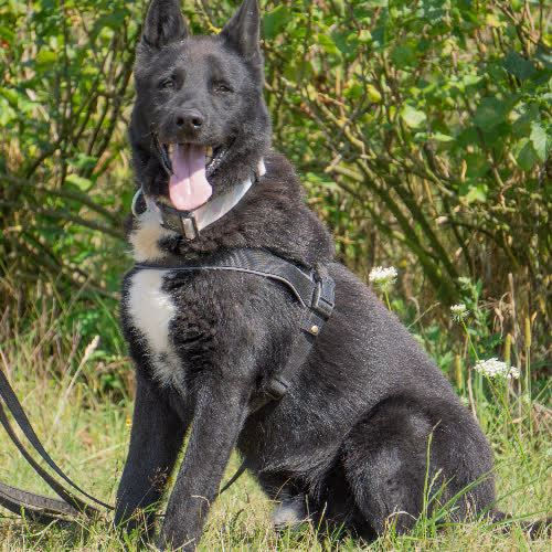 Psy ze schroniska do adopcji Frodo