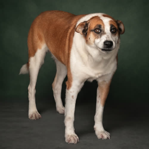 Psy ze schroniska do adopcji CRUX