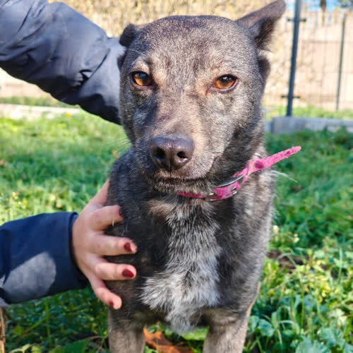 Psy ze schroniska do adopcji Wilczuś