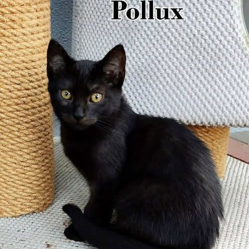 Koty ze schroniska do adopcji Pollux