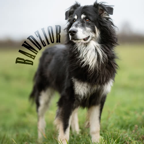 Psy ze schroniska do adopcji Bandzior 