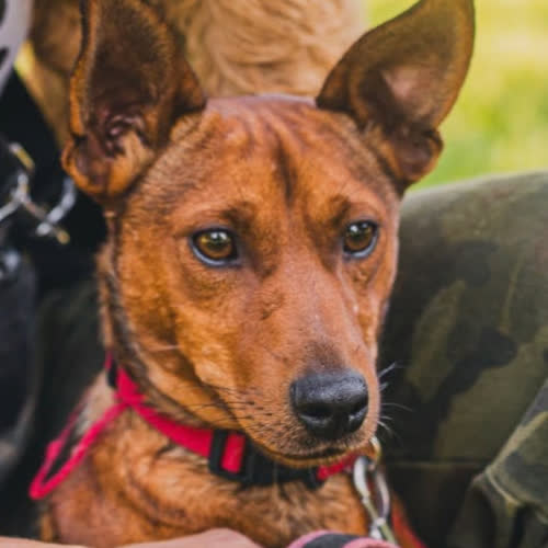 Psy ze schroniska do adopcji Galart pinczer mix