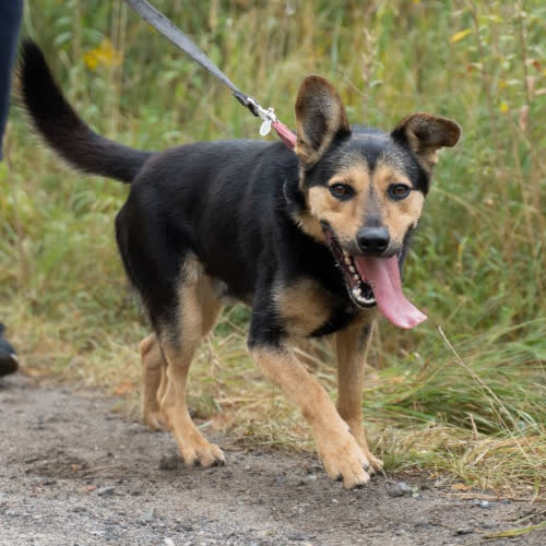 Psy ze schroniska do adopcji Gacek