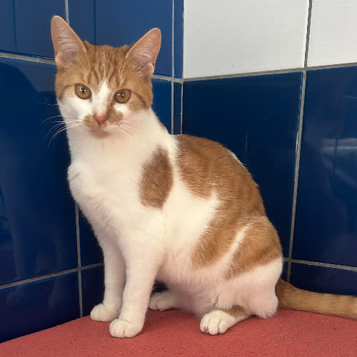 Koty ze schroniska do adopcji Ignac