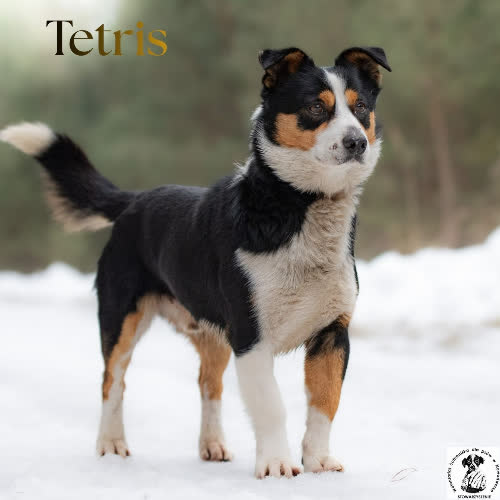 Psy ze schroniska do adopcji Idealny TETRIS