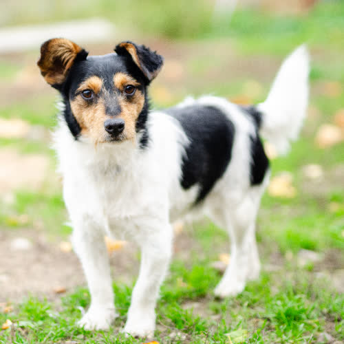 Psy ze schroniska do adopcji Żuczek 