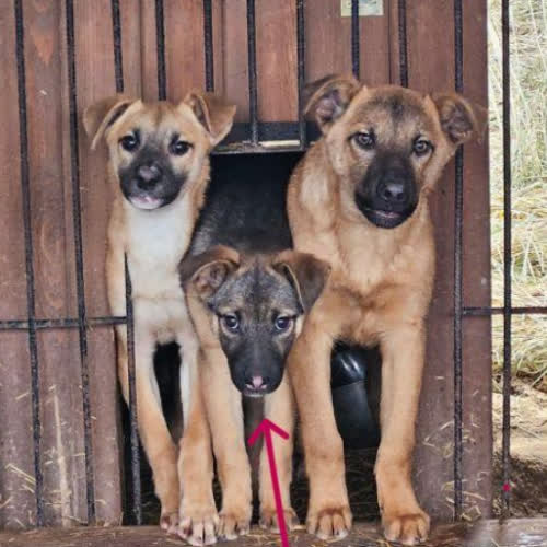 Psy ze schroniska do adopcji Tika