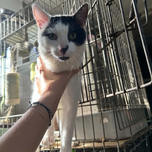 Koty ze schroniska do adopcji Kocurek Kaj