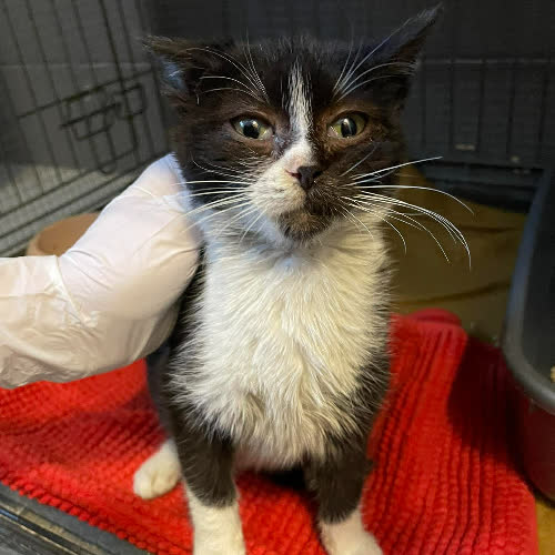 Koty ze schroniska do adopcji Agusia