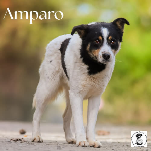 Psy ze schroniska do adopcji Amparo