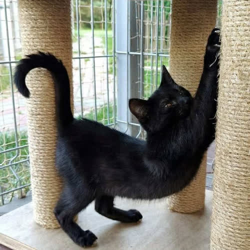 Koty ze schroniska do adopcji Castor