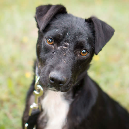 Psy ze schroniska do adopcji Kroksik